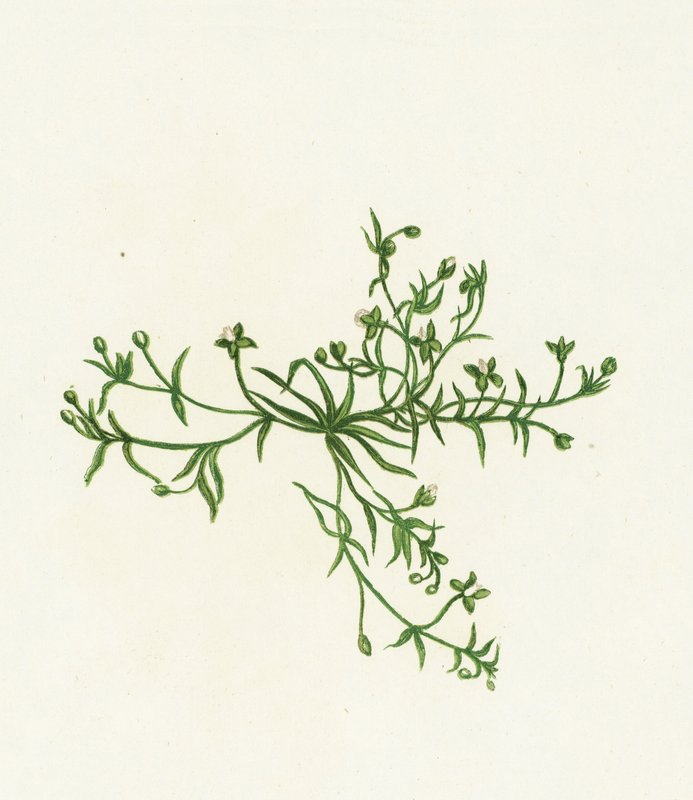 Procumbent Pearl-Wort、Sagina Procumbens 作： 英語学校
