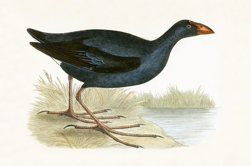 パープルウォーターヘン、チャールズロバートブリー（1811-86）による「イギリス諸島では観察されないヨーロッパの鳥の歴史」のイラスト、1867年発行 作： 英語学校