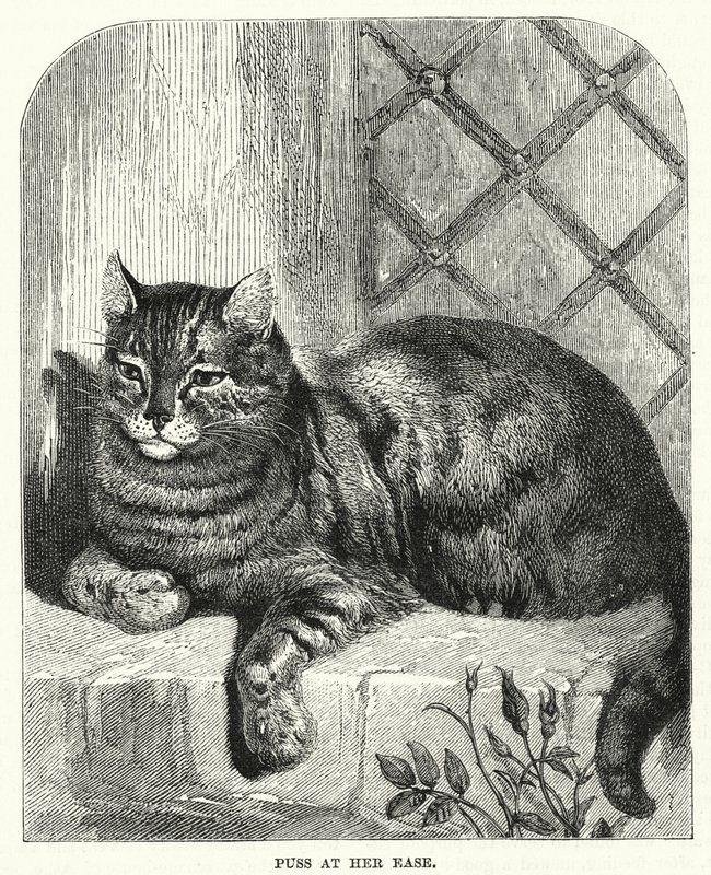 Puss at her ease (in engraving) 作： 英語学校