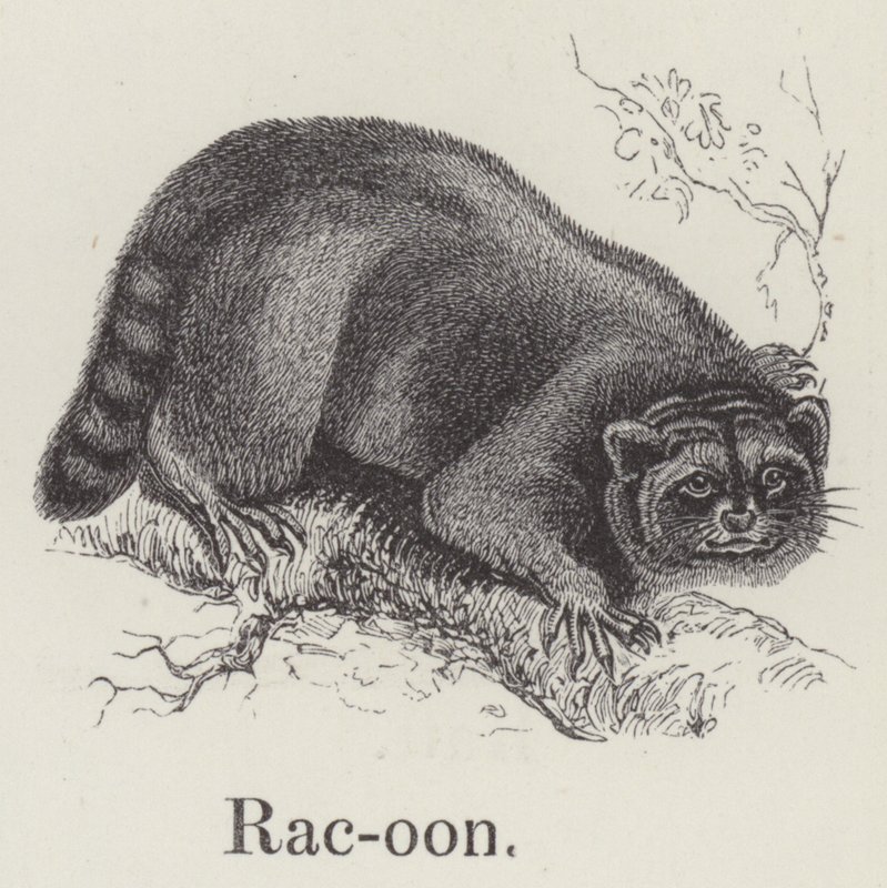 Racoon（ラクーン）（彫刻 作： 英語学校