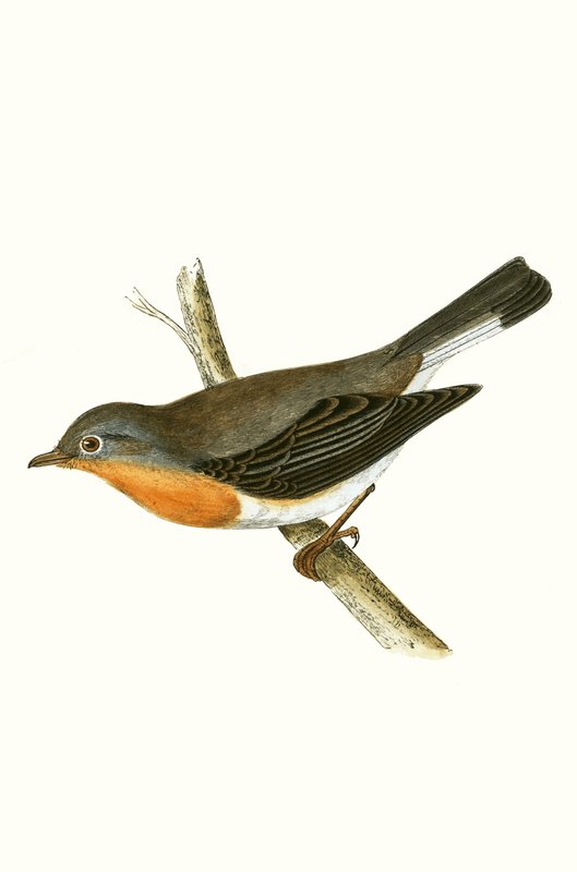 レッドブレステッドヒタキ、チャールズロバートブリー（1811-86）による「イギリス諸島では観察されないヨーロッパの鳥の歴史」のイラスト、1867年発行 作： 英語学校