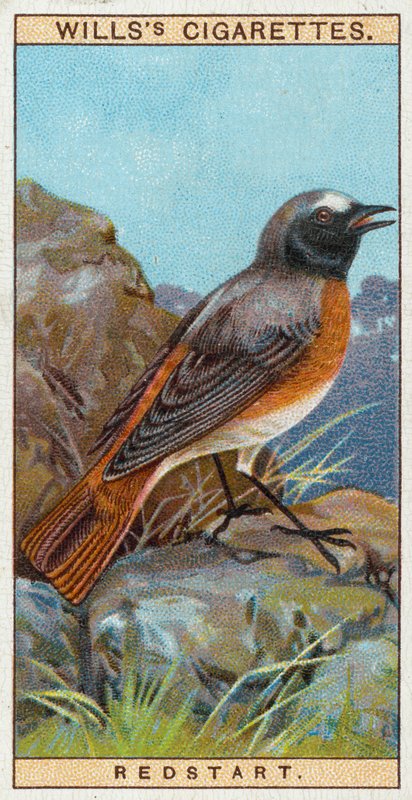 Redstart 作： 英語学校