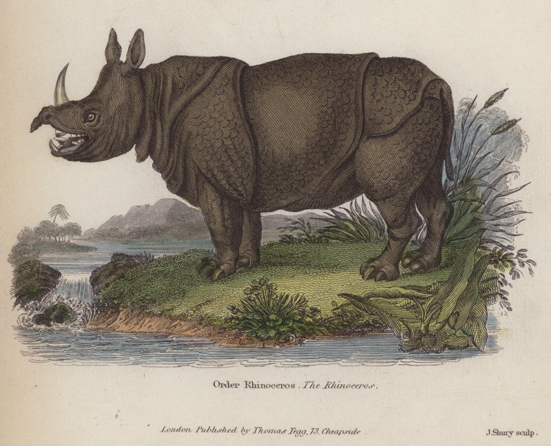 Rhinoceros（彩色済み彫刻 作： 英語学校