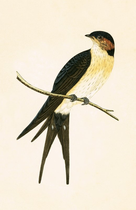 チャールズロバートブリー（1811-86）による「イギリス諸島では観察されないヨーロッパの鳥の歴史」からのイラスト 作： 英語学校