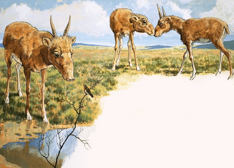 Saiga Antelope 作： 英語学校
