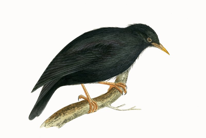 サルデーニャスターリング、チャールズロバートブリー（1811-86）による「イギリスの島々では観察されないヨーロッパの鳥の歴史」のイラスト、1867年に公開（カラーリソ） 作： 英語学校