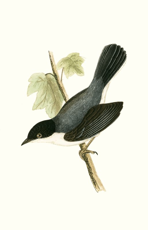 チャールズロバートブリー（1811-86）による「イギリスの島々では観察されないヨーロッパの鳥の歴史」からのイラスト、1867年出版のサルデーニャワーブラー 作： 英語学校