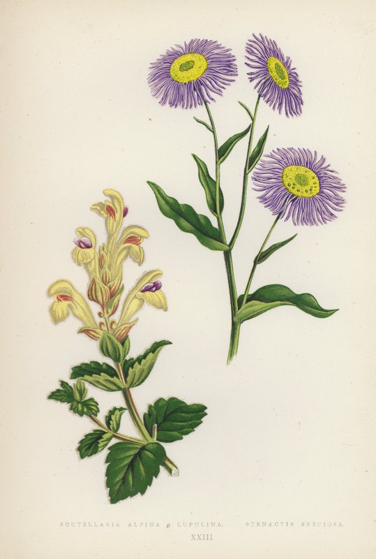 Scutellaria Alpina B Lupulina; Stenactis Speciosa（カラーリトグラフ） 作： 英語学校