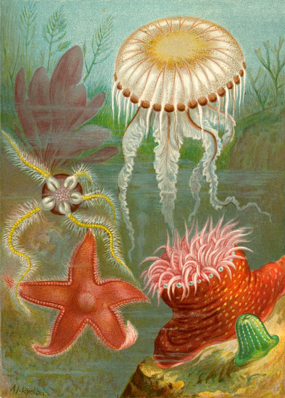シーゼリーと海の星 作： 英語学校
