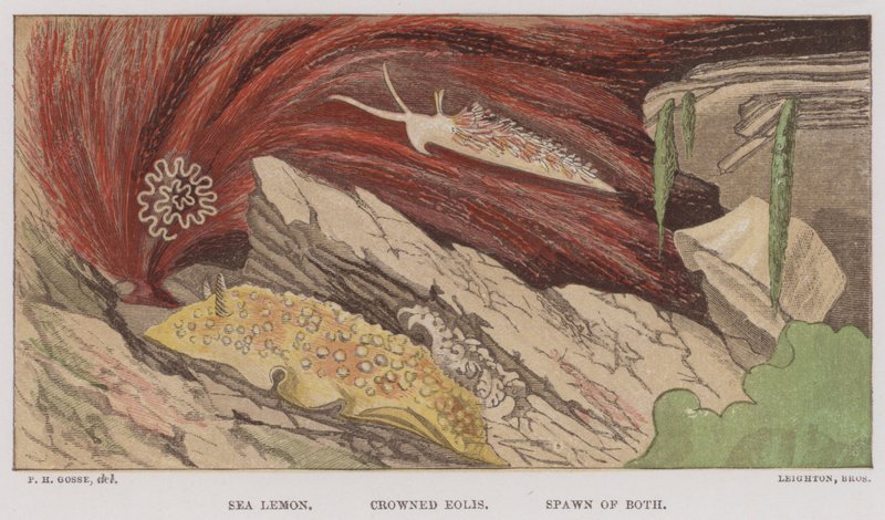 Sea Lemon、Crowned Eolis、Spawn of Both (色リソ) 作： 英語学校