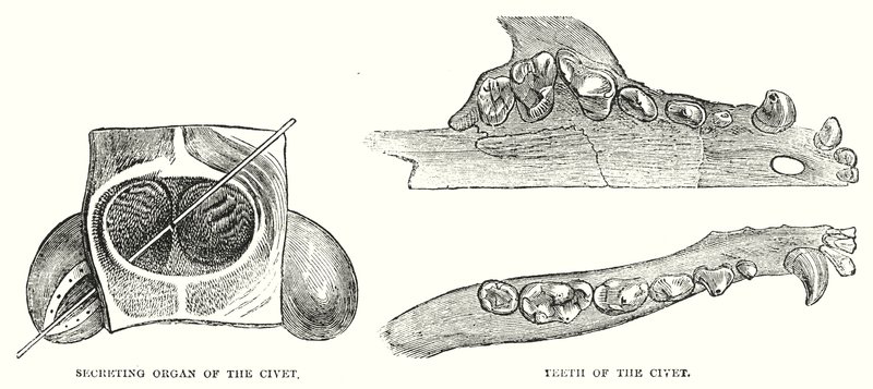 ハクビシンの分泌器官、ハクビシンの歯（彫刻 作： 英語学校