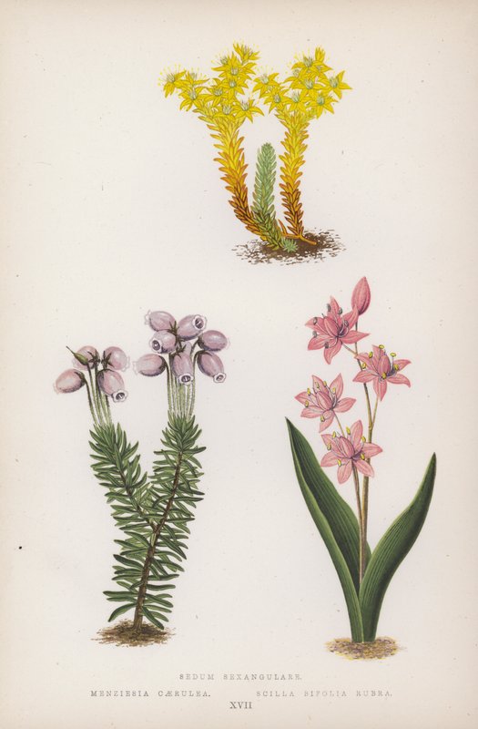 Sedum Sexangulare; Menziesia Caerulea; Scilla Bifolia Rubra (カラーリトグラフ) 作： 英語学校