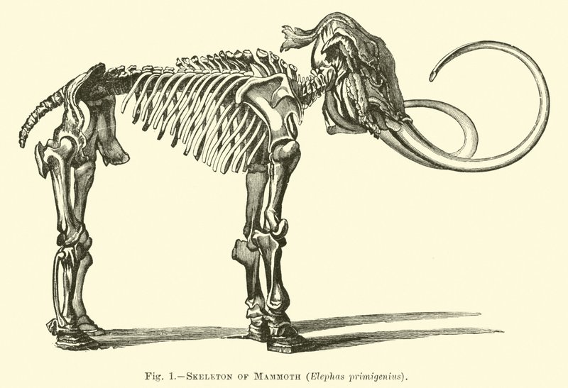 マンモスの骨格、Elephas primigenius 作： 英語学校