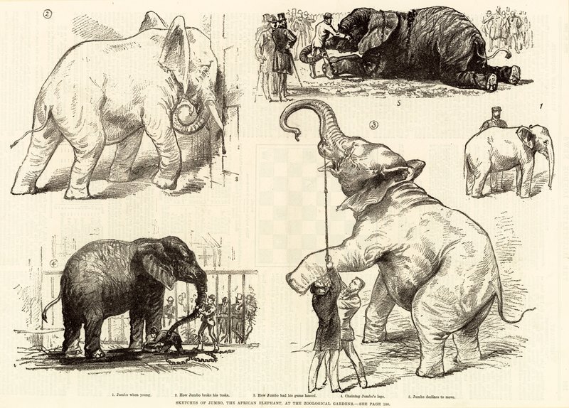 Zoological Gardensにあるアフリカゾウのジャンボのスケッチ 作： 英語学校