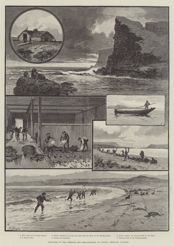 Behring Sea Seal-Fishery、St Paul "s、プリビロフ諸島のスケッチ 作： 英語学校