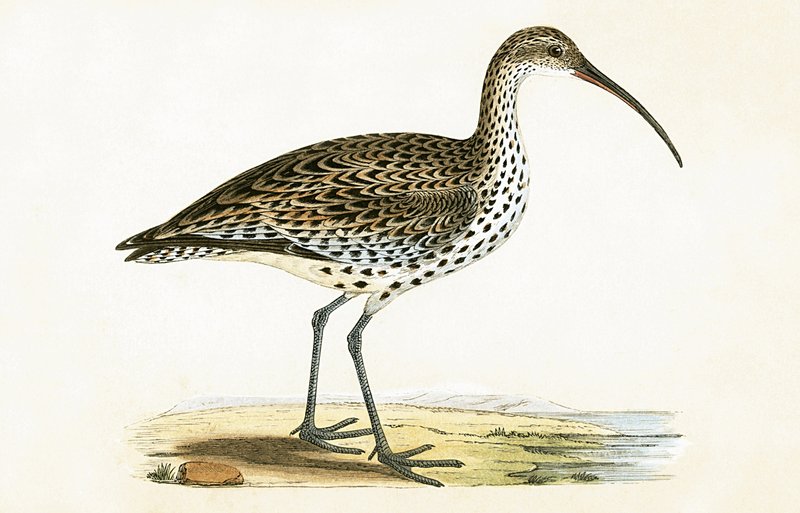 チャールズロバートブリー（1811-86）による「イギリスの島々では観察されないヨーロッパの鳥の歴史」の図解による細長いビルドカーリュー、1867年発行 作： 英語学校