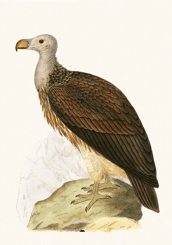 チャールズロバートブリー（1811-86）による「イギリス諸島では観察されないヨーロッパの鳥の歴史」からの社交的なハゲワシのイラスト、1867年公開 作： 英語学校
