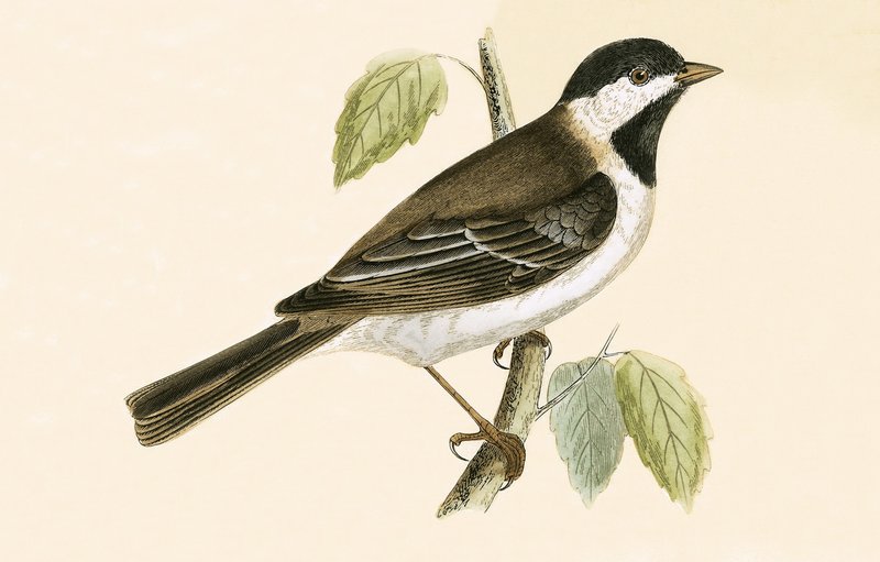 Sombre Tit、チャールズロバートブリー（1811-86）による「イギリスの島々では観察されないヨーロッパの鳥の歴史」の図解、1867年発行 作： 英語学校