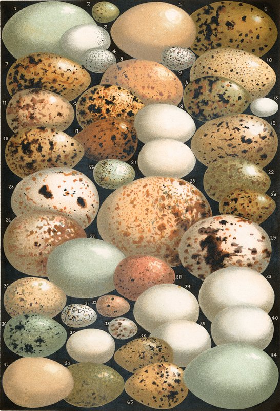 好きなイギリスの鳥の卵 作： 英語学校