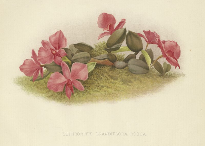 Sophronitis grandiflora rosea 作： 英語学校
