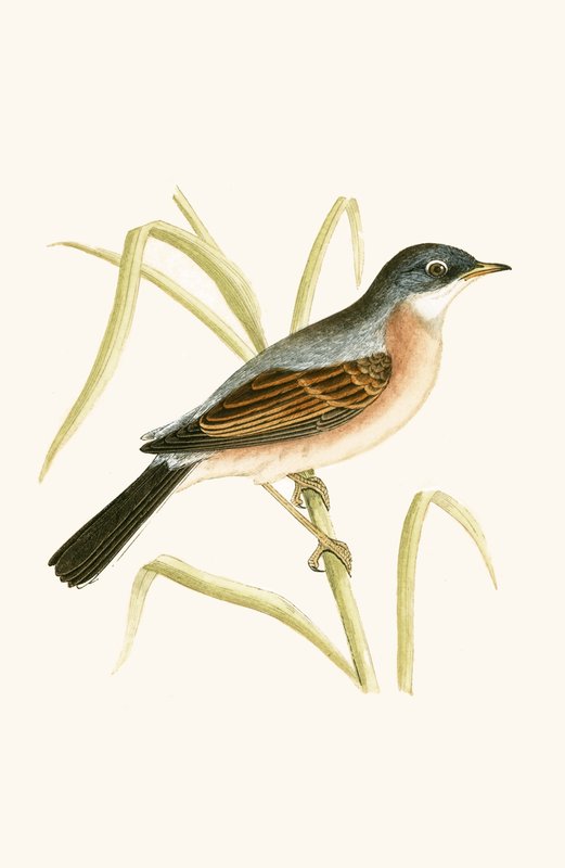メガネウグイス、チャールズロバートブリー（1811-86）による「イギリス諸島では観察されないヨーロッパの鳥の歴史」のイラスト、1867年発行 作： 英語学校