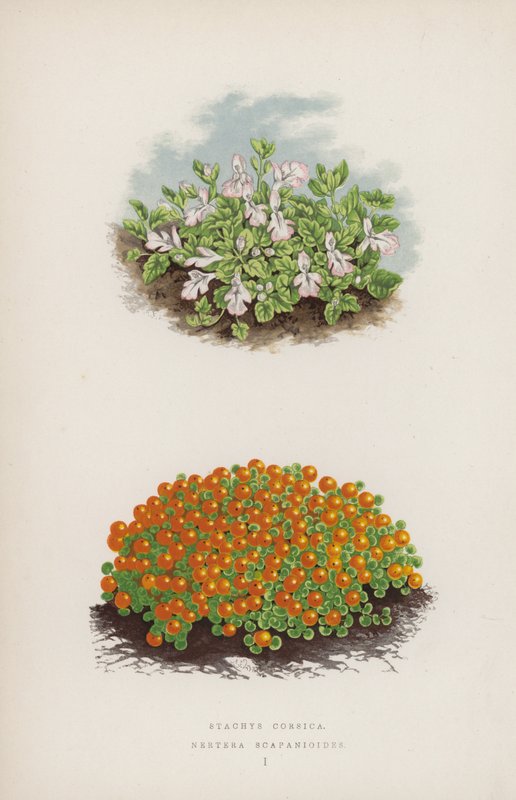 Stachys Corsica; Nertera Scapanioides (カラーリトグラフ) 作： 英語学校