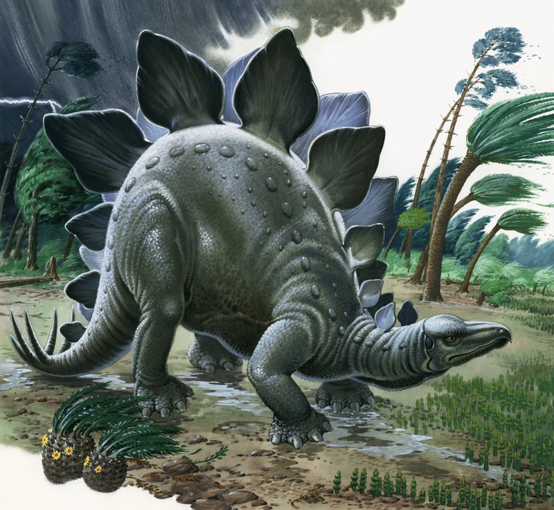 ステゴサウルス 作： 英語学校