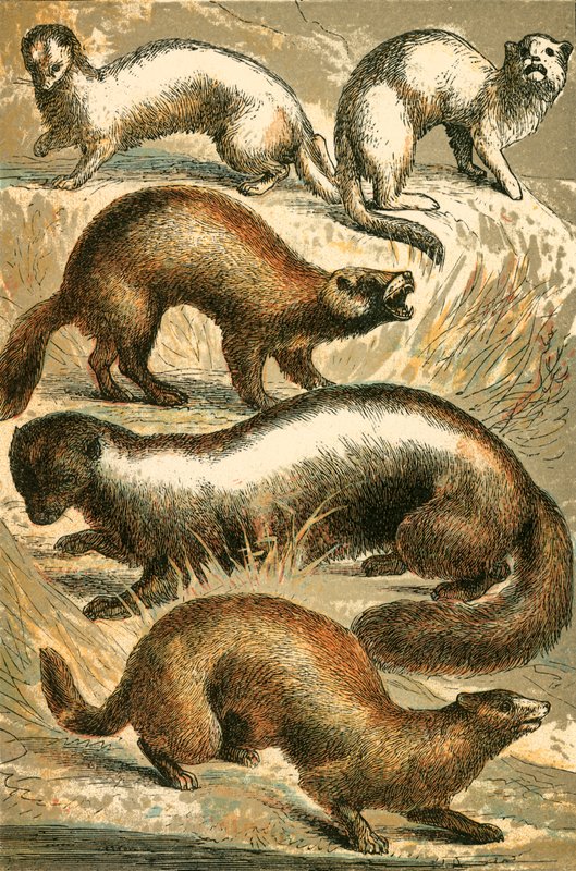 Stoat、Ermine、Polecat、SkunkおよびMinkまたはMinx 作： 英語学校