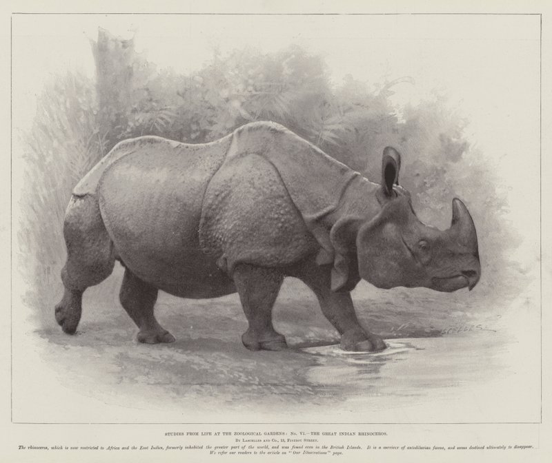 動物園での生活からの研究、インドサイ（リトグラフ 作： 英語学校