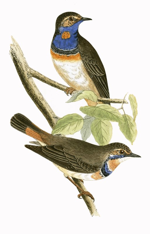 チャールズロバートブリー（1811-86）による「イギリスの島々では観察されないヨーロッパの鳥の歴史」からのイラスト 作： 英語学校