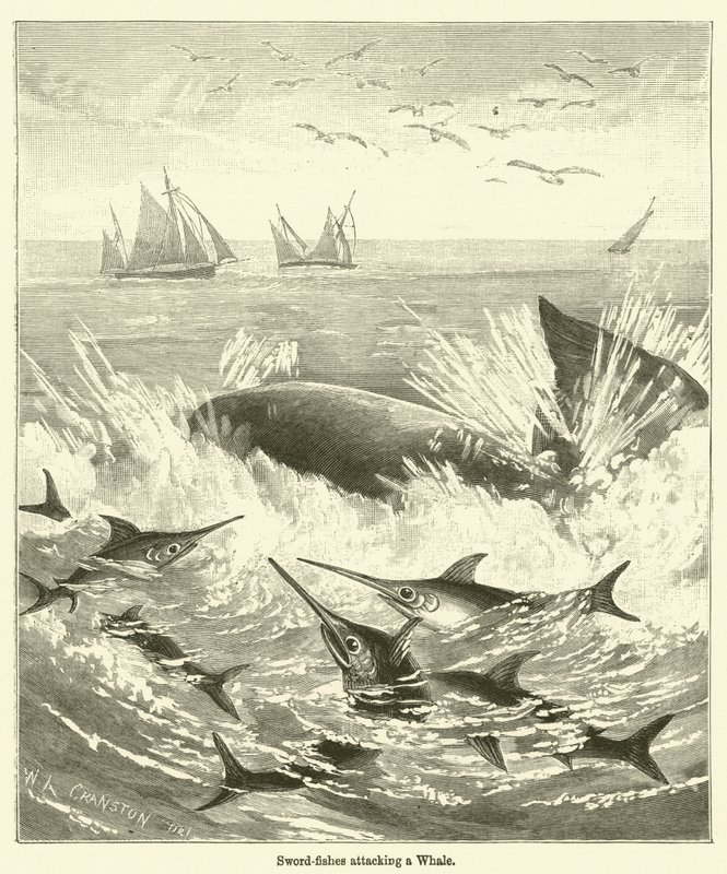 クジラに襲いかかる剣魚たち（エングレービング 作： 英語学校