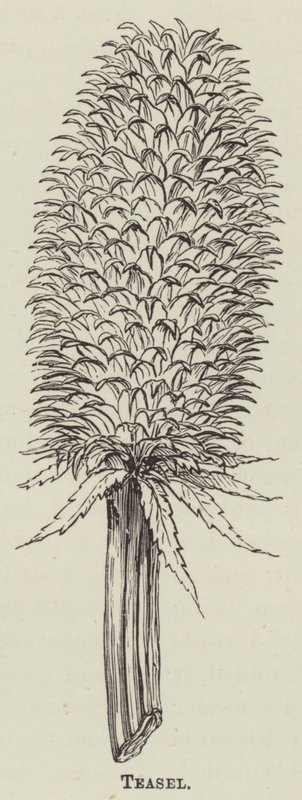 ティーゼル（彫刻） 作： 英語学校