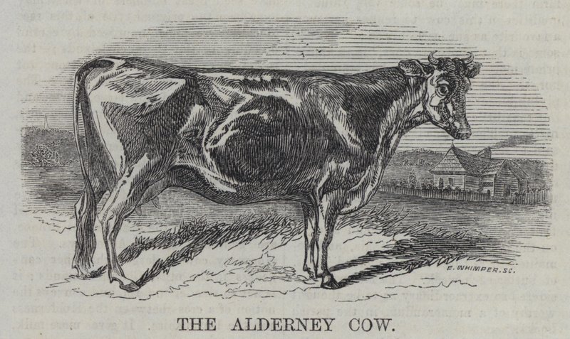 The Alderney Cow（彫刻 作： 英語学校