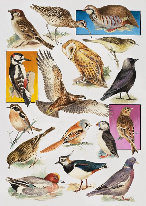 英国の鳥 作： 英語学校