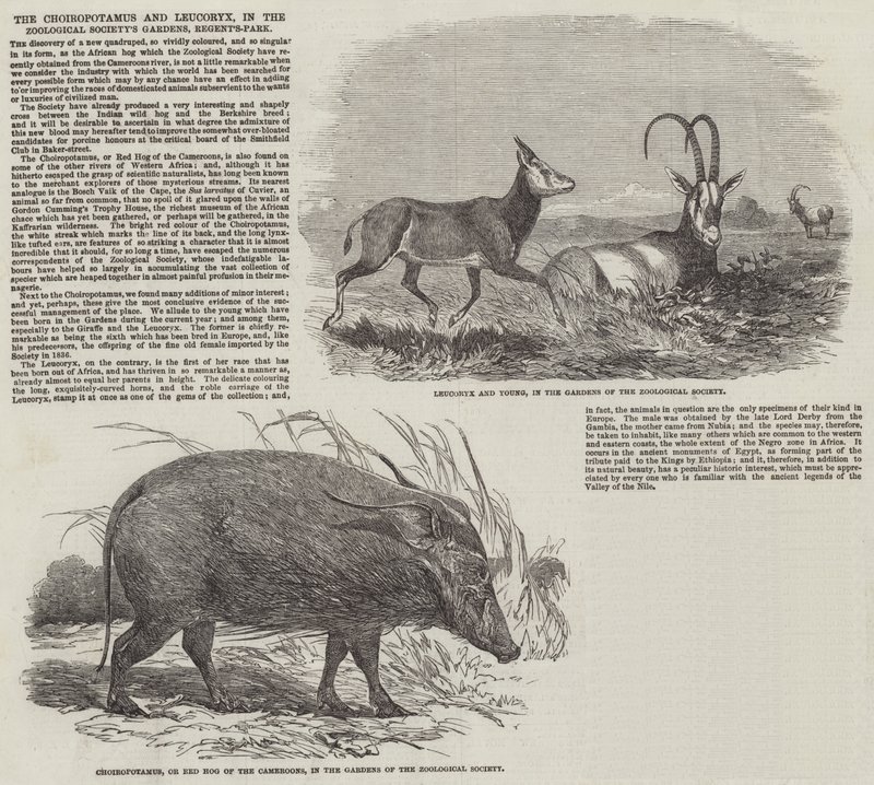 リージェンツ・パークの動物園にあるチョイロポタマスとリューコリークス（版画 作： 英語学校