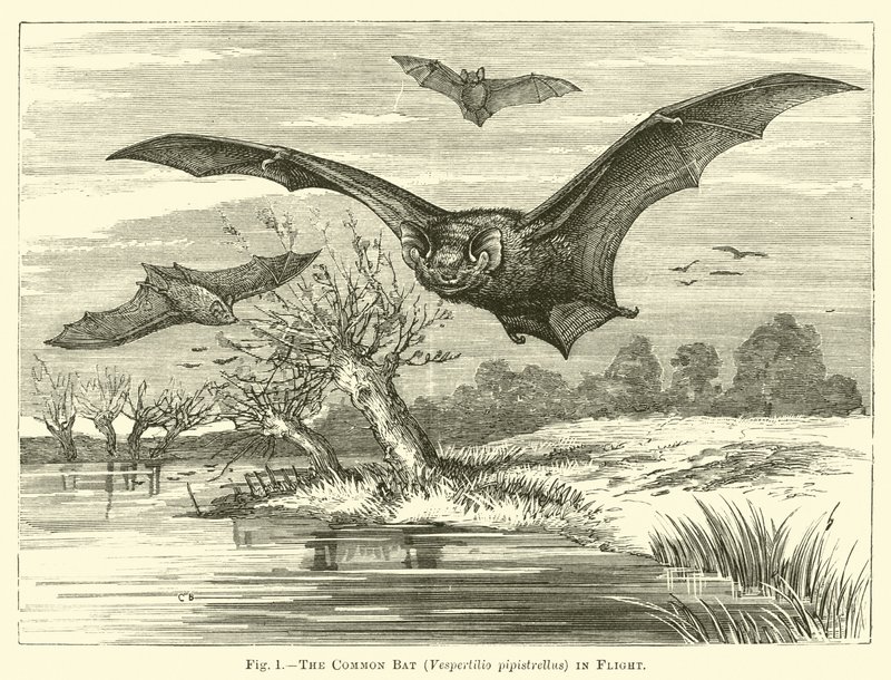 飛行中のコウモリ、Vespertilio pipistrellus 作： 英語学校