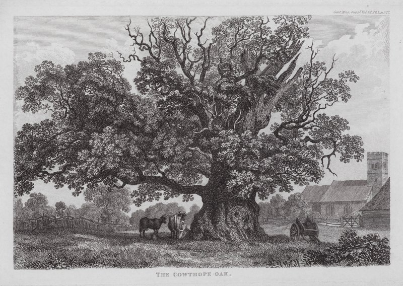 The Cowthope Oak (エングレービング) 作： 英語学校