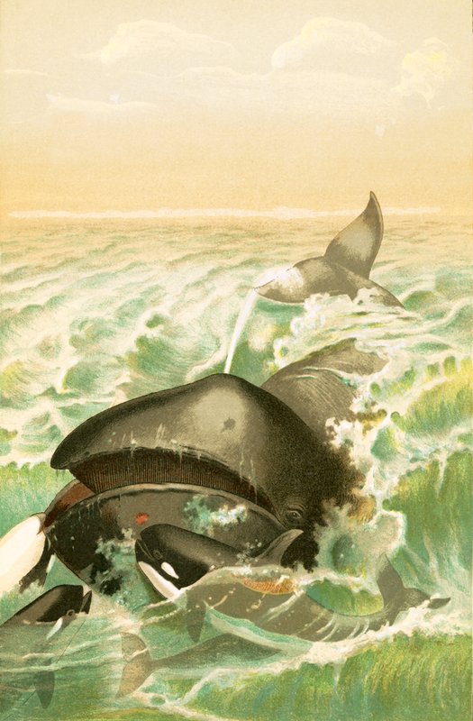 グリーンランドクジラ 作： 英語学校