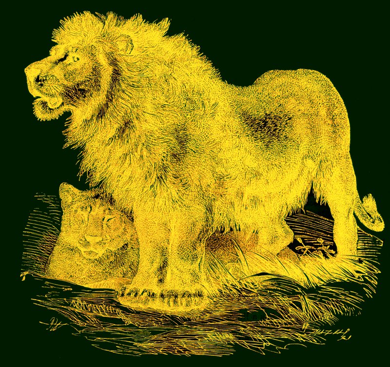 ライオン、JG Woods Illustrated Natural Historyのイラスト、c.1850を公開（デジタル拡張画像） 作： 英語学校