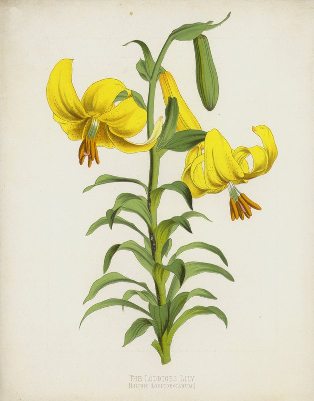 Loddiges Lily、Lilium Loddigesianum 作： 英語学校