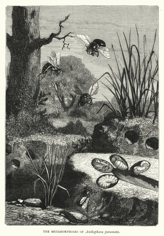 Anthophora personataのMetamorphoses（彫刻作品 作： 英語学校
