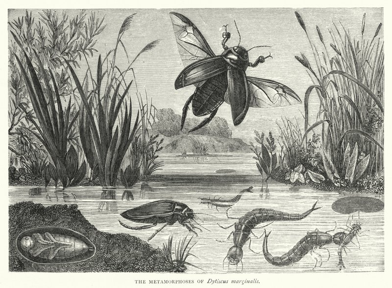 Dytiscus marginalisのMetamorphoses（彫刻 作： 英語学校