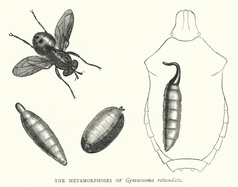 The Metamorphoses of Gymnosoma rotundata (e.g. the engraving) 作： 英語学校
