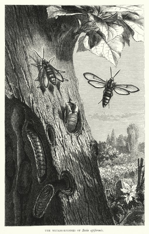 Sesia apiformisのMetamorphoses(彫刻) 作： 英語学校