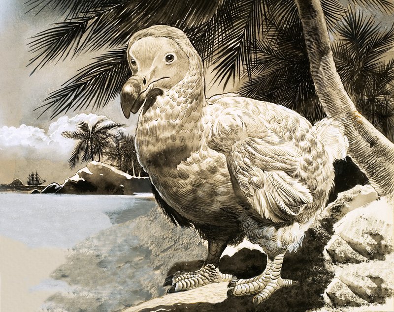 モーリシャスの謎の鳥（ドードー） 作： 英語学校