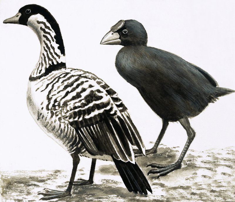 ネネやハワイガン、タカヘ鳥 作： 英語学校