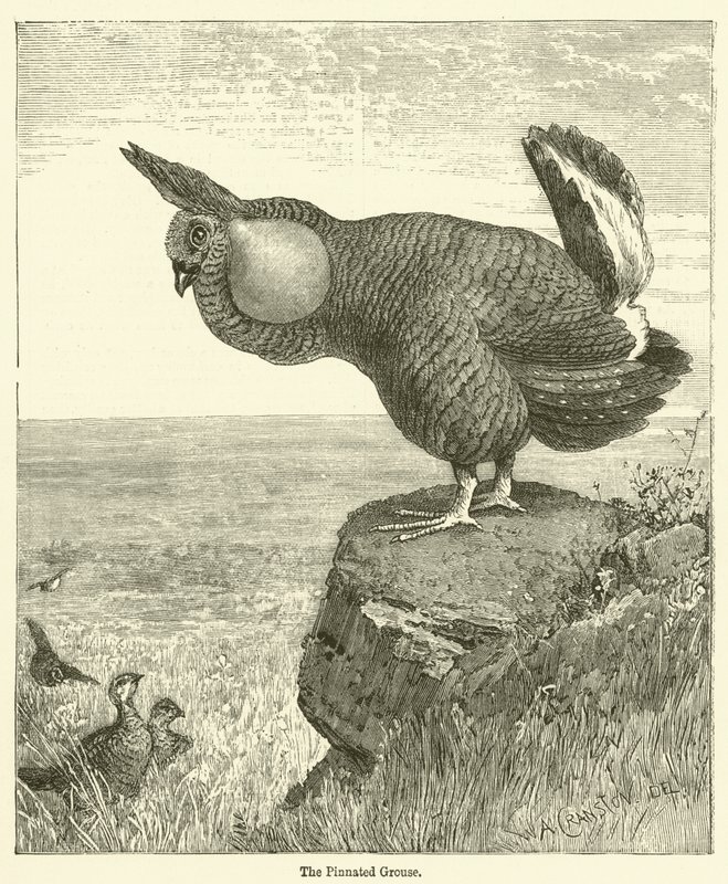 Pinnated Grouse (carving) 作： 英語学校