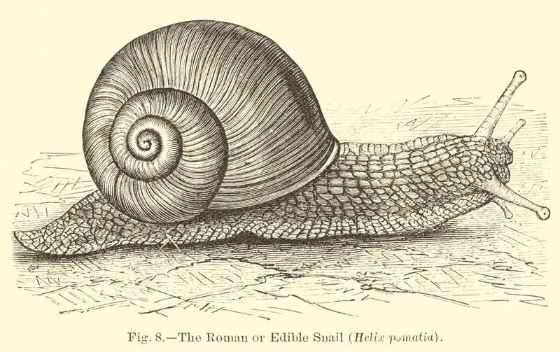 ローマまたはカタツムリ（Helix pomatia） 作： 英語学校