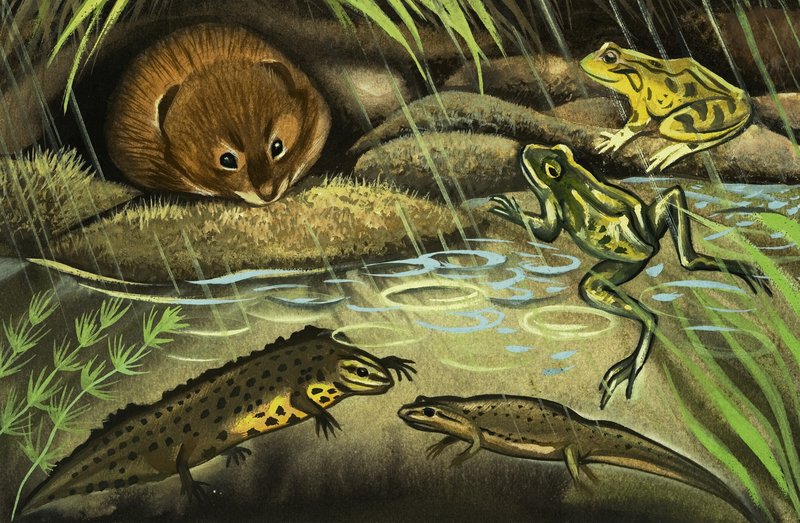 水のハタネズミ 作： 英語学校