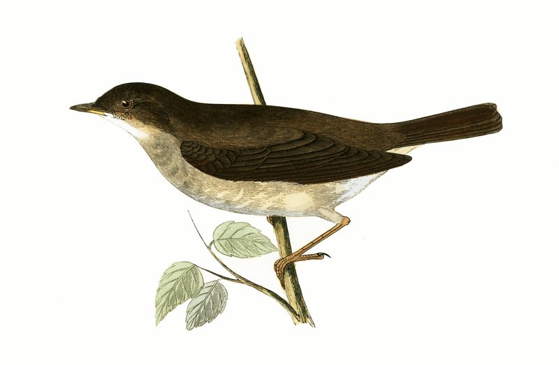 ツグミナイチンゲール、チャールズロバートブリー（1811-86）による「イギリス諸島では観察されないヨーロッパの鳥の歴史」のイラスト、1867年発行 作： 英語学校